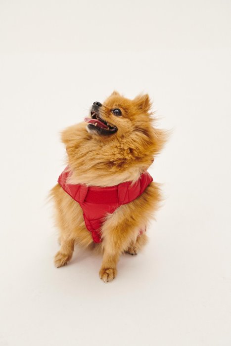 Jott New In Rouge Dogs Down Jacket Woop