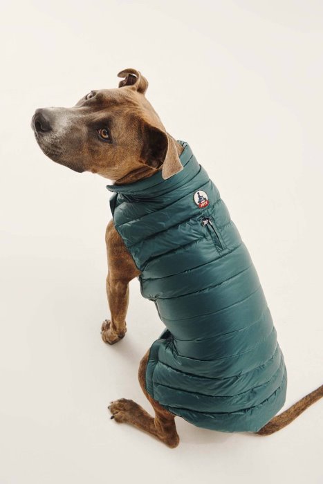 Jott New In Vert Fonce Dogs Down Jacket Woop