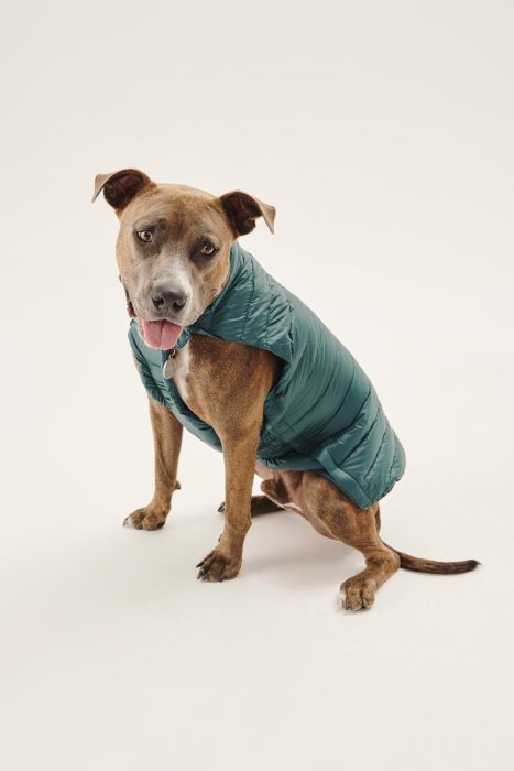 Jott New In Vert Fonce Dogs Down Jacket Woop